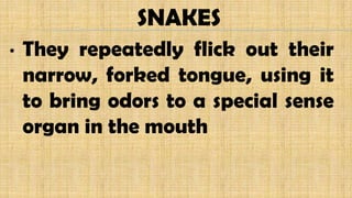 • They repeatedly flick out their
narrow, forked tongue, using it
to bring odors to a special sense
organ in the mouth
SNAKES
 