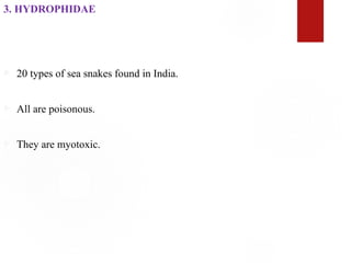 3. HYDROPHIDAE
 20 types of sea snakes found in India.
 All are poisonous.
 They are myotoxic.
 