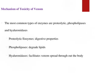 Mechanism of Toxicity of Venom
 The most common types of enzymes are proteolytic, phospholipases
and hyaluronidases
 Proteolytic Enzymes: digestive properties
 Phospholipases: degrade lipids
 Hyaluronidases: facilitates venom spread through out the body
 