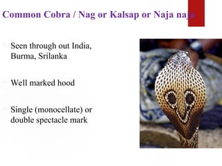Common Cobra / Nag or Kalsap or Naja naja
 Seen through out India,
Burma, Srilanka
 Well marked hood
 Single (monocellate) or
double spectacle mark
 
