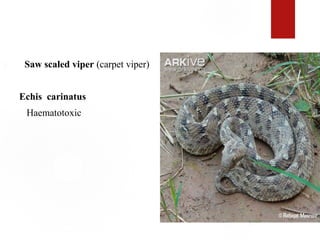 1. Saw scaled viper (carpet viper)
Echis carinatus
Haematotoxic
 