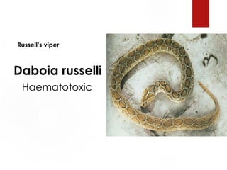 1. Russell’s viper
Daboia russelli
Haematotoxic
 