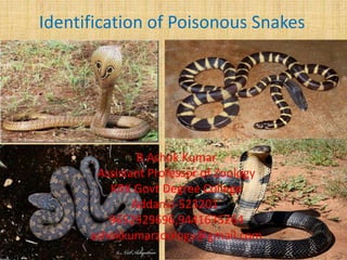 Identification of Poisonous Snakes
B.Ashok Kumar
Assistant Professor of Zoology
KRK Govt Degree College
Addanki-523201.
9652929696,9441635264
ashokkumarzoology@gmail.com
 