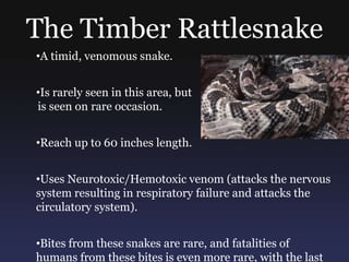 Snakes of Southern Ohio | PPTX