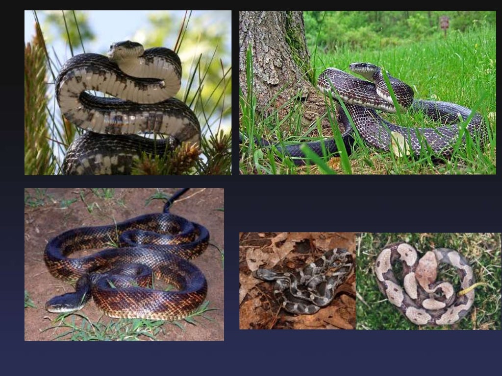 Snakes of Southern Ohio