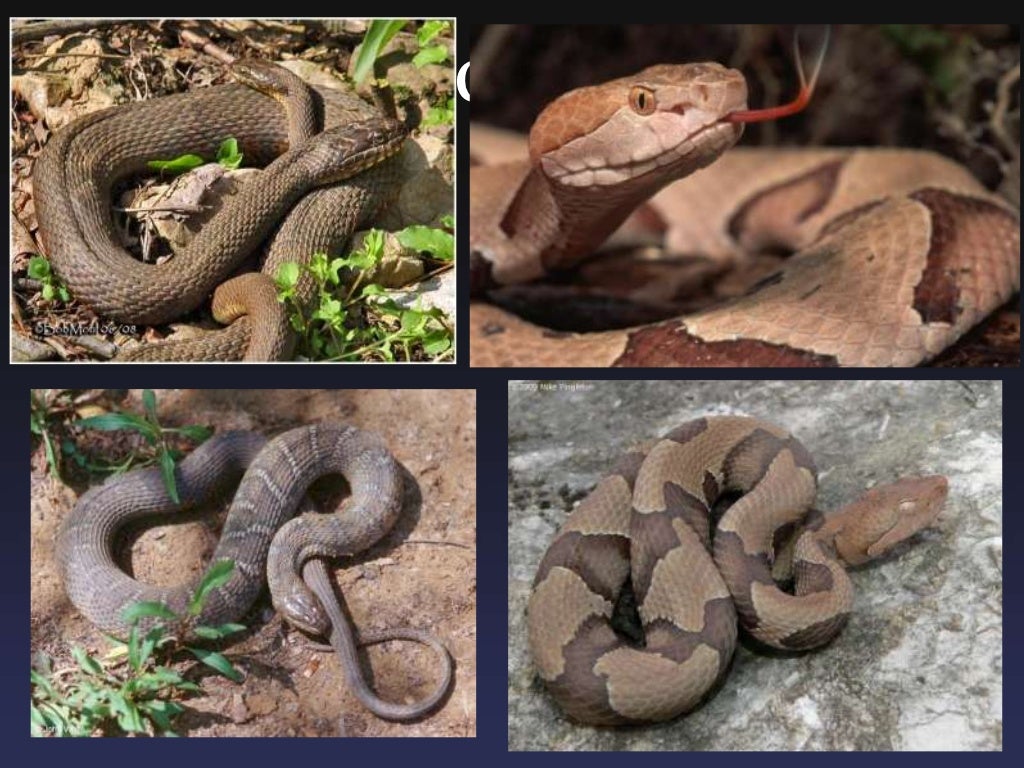Snakes of Southern Ohio