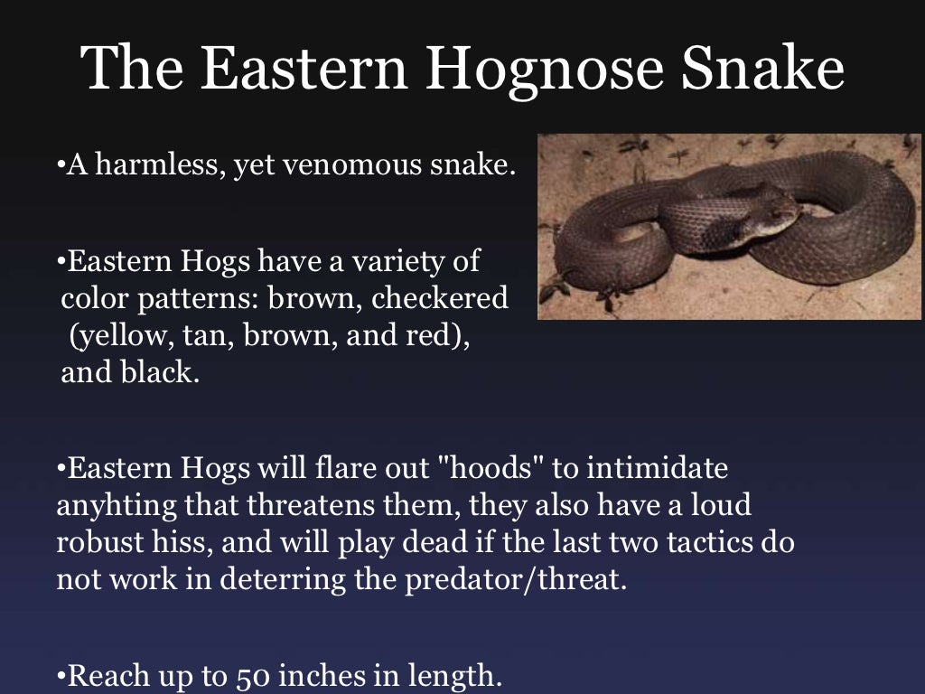 Snakes of Southern Ohio
