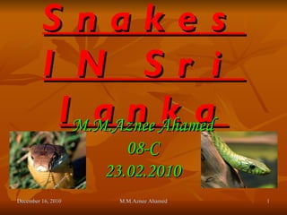 Snakes IN Sri lanka M.M.Aznee Ahamed 08-C 23.02.2010 December 16, 2010 M.M.Aznee Ahamed 