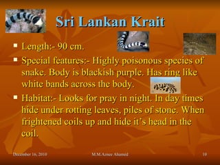 Sri Lankan Krait Length:- 90 cm. Special features:- Highly poisonous species of snake. Body is blackish purple. Has ring like white bands across the body. Habitat:- Looks for pray in night. In day times hide under rotting leaves, piles of stone. When frightened coils up and hide it’s head in the coil. December 16, 2010 M.M.Aznee Ahamed 