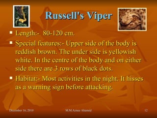 Russell's Viper Length:-  80-120 cm. Special features:-   Upper side of the body is reddish brown. The under side is yellowish white. In the centre of the body and on either side there are 3 rows of black dots. Habitat:- Most activities in the night. It hisses as a warning sign before attacking. December 16, 2010 M.M.Aznee Ahamed 