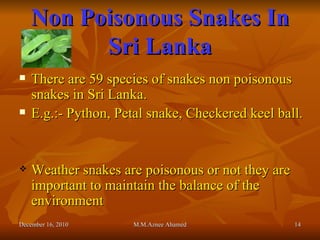 Non Poisonous Snakes In Sri Lanka There are 59 species of snakes non poisonous snakes in Sri Lanka. E.g.:- Python, Petal snake, Checkered keel ball. Weather snakes are poisonous or not they are important to maintain the balance of the environment December 16, 2010 M.M.Aznee Ahamed 