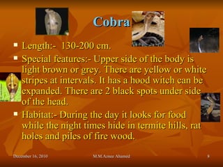 Cobra Length:-  130-200 cm. Special features:- Upper side of the body is  light brown or grey. There are yellow or white stripes at intervals. It has a hood witch can be expanded. There are 2 black spots under side of the head.  Habitat:- During the day it looks for food while the night times hide in termite hills, rat holes and piles of fire wood. December 16, 2010 M.M.Aznee Ahamed 