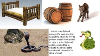 In that same Talmud
passage the ever practical
(??) rabbis advised a way to
protect oneself from snakes
at night – put a big barrel
under each bed leg to
elevate it and tie a cat to
each barrel. Why didn’t I
think of that?
 