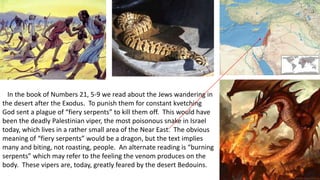 In the book of Numbers 21, 5-9 we read about the Jews wandering in
the desert after the Exodus. To punish them for constant kvetching
God sent a plague of “fiery serpents” to kill them off. This would have
been the deadly Palestinian viper, the most poisonous snake in Israel
today, which lives in a rather small area of the Near East. The obvious
meaning of “fiery serpents” would be a dragon, but the text implies
many and biting, not roasting, people. An alternate reading is “burning
serpents” which may refer to the feeling the venom produces on the
body. These vipers are, today, greatly feared by the desert Bedouins.
 