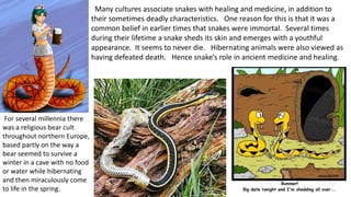 Many cultures associate snakes with healing and medicine, in addition to
their sometimes deadly characteristics. One reason for this is that it was a
common belief in earlier times that snakes were immortal. Several times
during their lifetime a snake sheds its skin and emerges with a youthful
appearance. It seems to never die. Hibernating animals were also viewed as
having defeated death. Hence snake’s role in ancient medicine and healing.
For several millennia there
was a religious bear cult
throughout northern Europe,
based partly on the way a
bear seemed to survive a
winter in a cave with no food
or water while hibernating
and then miraculously come
to life in the spring.
 
