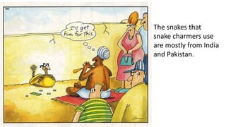 The snakes that
snake charmers use
are mostly from India
and Pakistan.
 