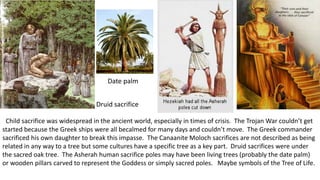 Child sacrifice was widespread in the ancient world, especially in times of crisis. The Trojan War couldn’t get
started because the Greek ships were all becalmed for many days and couldn’t move. The Greek commander
sacrificed his own daughter to break this impasse. The Canaanite Moloch sacrifices are not described as being
related in any way to a tree but some cultures have a specific tree as a key part. Druid sacrifices were under
the sacred oak tree. The Asherah human sacrifice poles may have been living trees (probably the date palm)
or wooden pillars carved to represent the Goddess or simply sacred poles. Maybe symbols of the Tree of Life.
Date palm
Druid sacrifice
 
