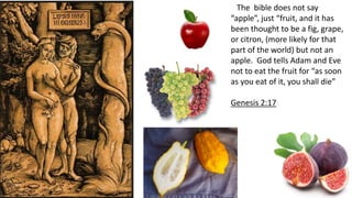 The bible does not say
“apple”, just “fruit, and it has
been thought to be a fig, grape,
or citron, (more likely for that
part of the world) but not an
apple. God tells Adam and Eve
not to eat the fruit for “as soon
as you eat of it, you shall die”
Genesis 2:17
 