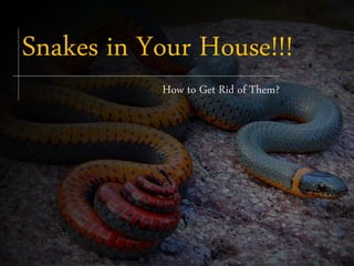 Snakes in Your House!!!
How to Get Rid of Them?
 