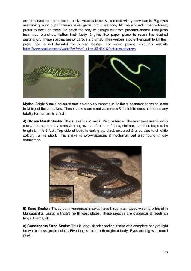 About snake in english picture