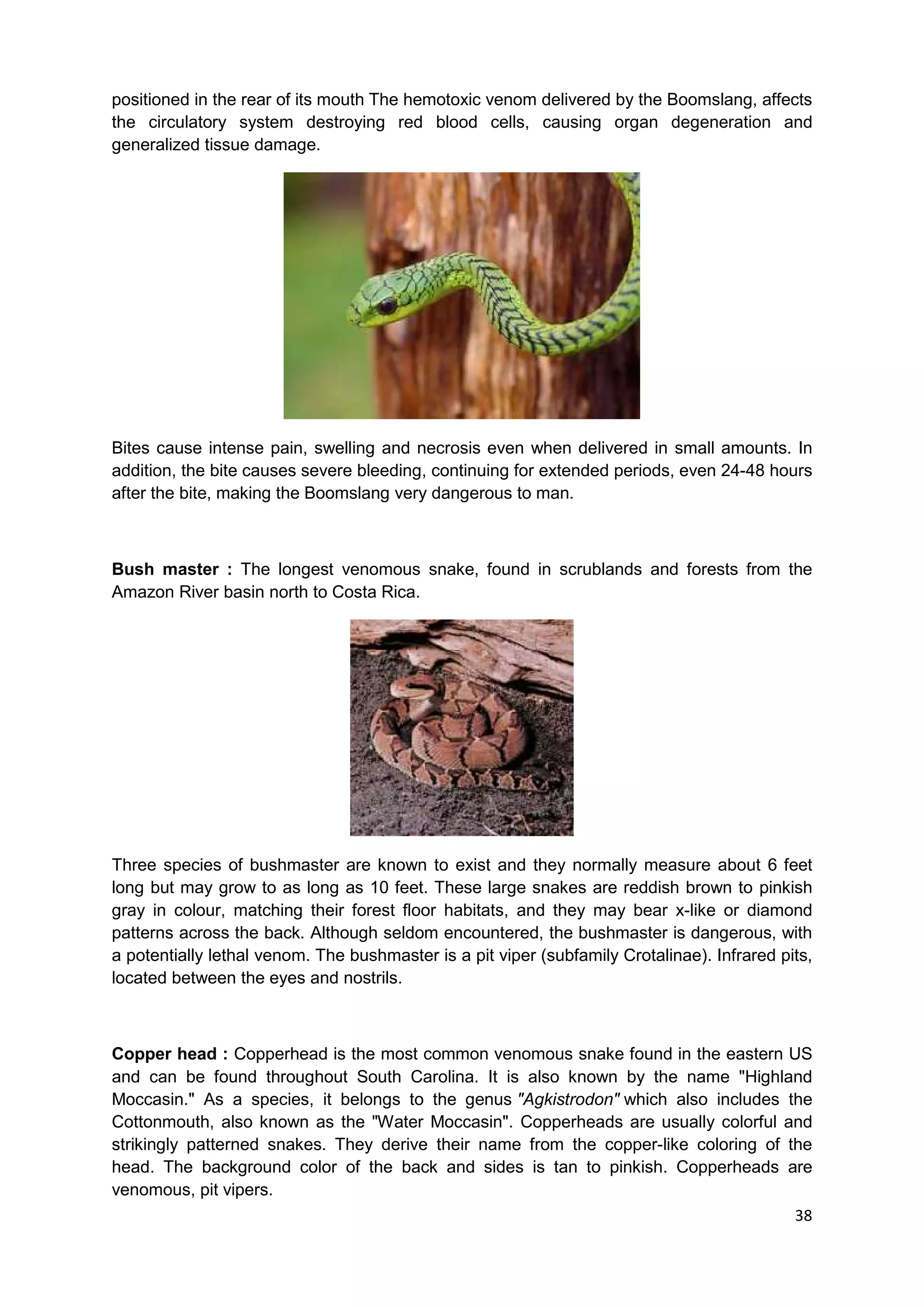 Texas Snakes: Myths, Facts, And Everything In Between - hbqm32a