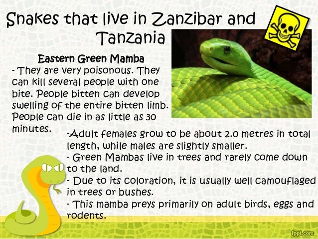 Snakes of Tanzania