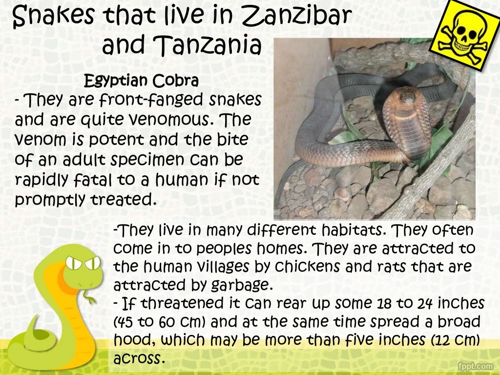 Snakes of Tanzania