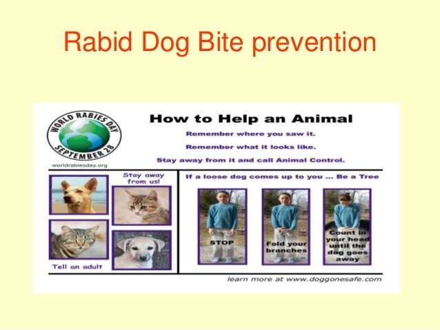 Prevention Of Rabies After Dog Bite Prevention Of Rabies After Dog Bite