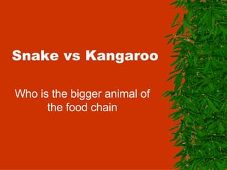 Snake vs Kangaroo Who is the bigger animal of the food chain 