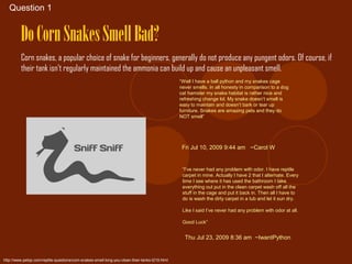 Question 1


         Do Corn Snakes Smell Bad?
         Corn snakes, a popular choice of snake for beginners, generally do not produce any pungent odors. Of course, if
         their tank isn’t regularly maintained the ammonia can build up and cause an unpleasant smell.
                                                                                                “Well I have a ball python and my snakes cage
                                                                                                never smells. In all honesty in comparison to a dog
                                                                                                cat hamster my snake habitat is rather nice and
                                                                                                refreshing change lol. My snake doesn’t smell is
                                                                                                easy to maintain and doesn’t bark or tear up
                                                                                                furniture. Snakes are amazing pets and they do
                                                                                                NOT smell”




                                                                                                 Fri Jul 10, 2009 9:44 am ~Carol W


                                                                                                 “I’ve never had any problem with odor. I have reptile
                                                                                                 carpet in mine. Actually I have 2 that I alternate. Every
                                                                                                 time I see where it has used the bathroom I take
                                                                                                 everything out put in the clean carpet wash off all the
                                                                                                 stuff in the cage and put it back in. Then all I have to
                                                                                                 do is wash the dirty carpet in a tub and let it sun dry.

                                                                                                 Like I said I’ve never had any problem with odor at all.

                                                                                                 Good Luck”


                                                                                                  Thu Jul 23, 2009 8:36 am ~IwantPython


http://www.petqs.com/reptile-questions/corn-snakes-smell-long-you-clean-their-tanks-t219.html
 