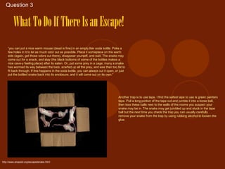 Question 3


         What To Do If There Is an Escape!
    “you can put a nice warm mouse (dead is fine) in an empty liter soda bottle. Poke a
    few holes in it to let as much odor out as possible. Place it someplace on the warm
    side (again, get those odors out there), disappear yourself, and wait. The snake may
    come out for a snack, and stay (the black bottoms of some of the bottles makes a
    nice cave-y feeling place) after its eaten. Or, put some prey in a cage; many a snake
    has wormed its way between the bars, scarfed up all the prey, and was then too fat to
    fit back through. If this happens in the soda bottle, you can always cut it open, or just
    put the bottled snake back into its enclosure, and it will come out on its own.”




                                                                                        Another trap is to use tape. I find the safest tape to use is green painters
                                                                                        tape. Pull a long portion of the tape out and jumble it into a loose ball,
                                                                                        then toss these balls next to the walls of the rooms you suspect your
                                                                                        snake may be in. The snake may get jumbled up and stuck in the tape
                                                                                        ball but the next time you check the trap you can usually carefully
                                                                                        remove your snake from the trap by using rubbing alcohol to loosen the
                                                                                        glue.




http://www.anapsid.org/escapedsnake.html
 