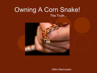 Owning A Corn Snake!
          The Truth...




           Dillon Rasmussen
 