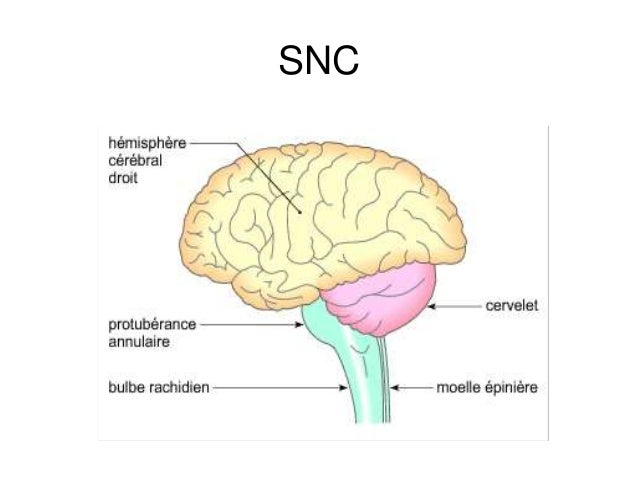 Syst me Nerveux Anatomie enregistr Automatiquement Syst me Nerveux Anatomie enregistr Automatiquement