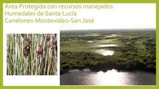 Área Protegida con recursos manejados
Humedales de Santa Lucía
Canelones-Montevideo-San José
 