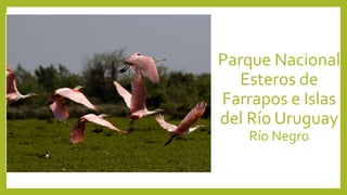 Parque Nacional
Esteros de
Farrapos e Islas
del Río Uruguay
Río Negro
 