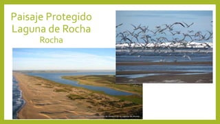 Paisaje Protegido
Laguna de Rocha
Rocha
 