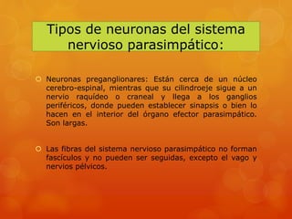 Tipos de neuronas del sistema
nervioso parasimpático:
 Neuronas preganglionares: Están cerca de un núcleo
cerebro-espinal, mientras que su cilindroeje sigue a un
nervio raquídeo o craneal y llega a los ganglios
periféricos, donde pueden establecer sinapsis o bien lo
hacen en el interior del órgano efector parasimpático.
Son largas.
 Las fibras del sistema nervioso parasimpático no forman
fascículos y no pueden ser seguidas, excepto el vago y
nervios pélvicos.
 