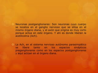  Neuronas postganglionares: Son neuronas cuyo cuerpo
se localiza en el ganglio nervioso que se sitúa en el
mismo órgano diana, y el axón que origina es muy corto
porque actúa en este órgano. Y ahí es donde liberan la
acetilcolina (Ach).
 La Ach, en el sistema nervioso autónomo parasimpático
se libera tanto en los espacios sinápticos
preganglionares como en los espacios postganglionares
y aquí actúan en el órgano diana.
 