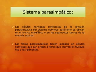 Sistema parasimpático:
 Las células nerviosas conectoras de la división
parasimpática del sistema nervioso autónomo se ubican
en el tronco encefálico y en los segmentos sacros de la
medula espinal.
 Las fibras parasimpáticas hacen sinapsis en células
nerviosas que dan origen a fibras que inervan el musculo
liso y las glándulas.
 