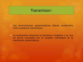 Transmisor:
 Las terminaciones parasimpáticas liberan Acetilcolina
como sustancia transmisora.
 La Acetilcolina atraviesa la hendidura sináptica y se une
en forma reversible con el receptor colinérgico en la
membrana postsináptica.
 