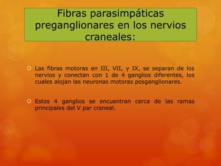 Fibras parasimpáticas
preganglionares en los nervios
craneales:
 Las fibras motoras en III, VII, y IX, se separan de los
nervios y conectan con 1 de 4 ganglios diferentes, los
cuales alojan las neuronas motoras posganglionares.
 Estos 4 ganglios se encuentran cerca de las ramas
principales del V par craneal.
 