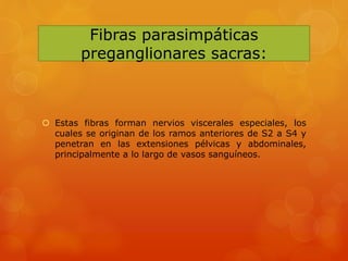 Fibras parasimpáticas
preganglionares sacras:
 Estas fibras forman nervios viscerales especiales, los
cuales se originan de los ramos anteriores de S2 a S4 y
penetran en las extensiones pélvicas y abdominales,
principalmente a lo largo de vasos sanguíneos.
 
