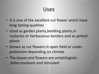 Snapdragon Reproduction Breeding and Seed Production of Snapdragon ppt | PPTX