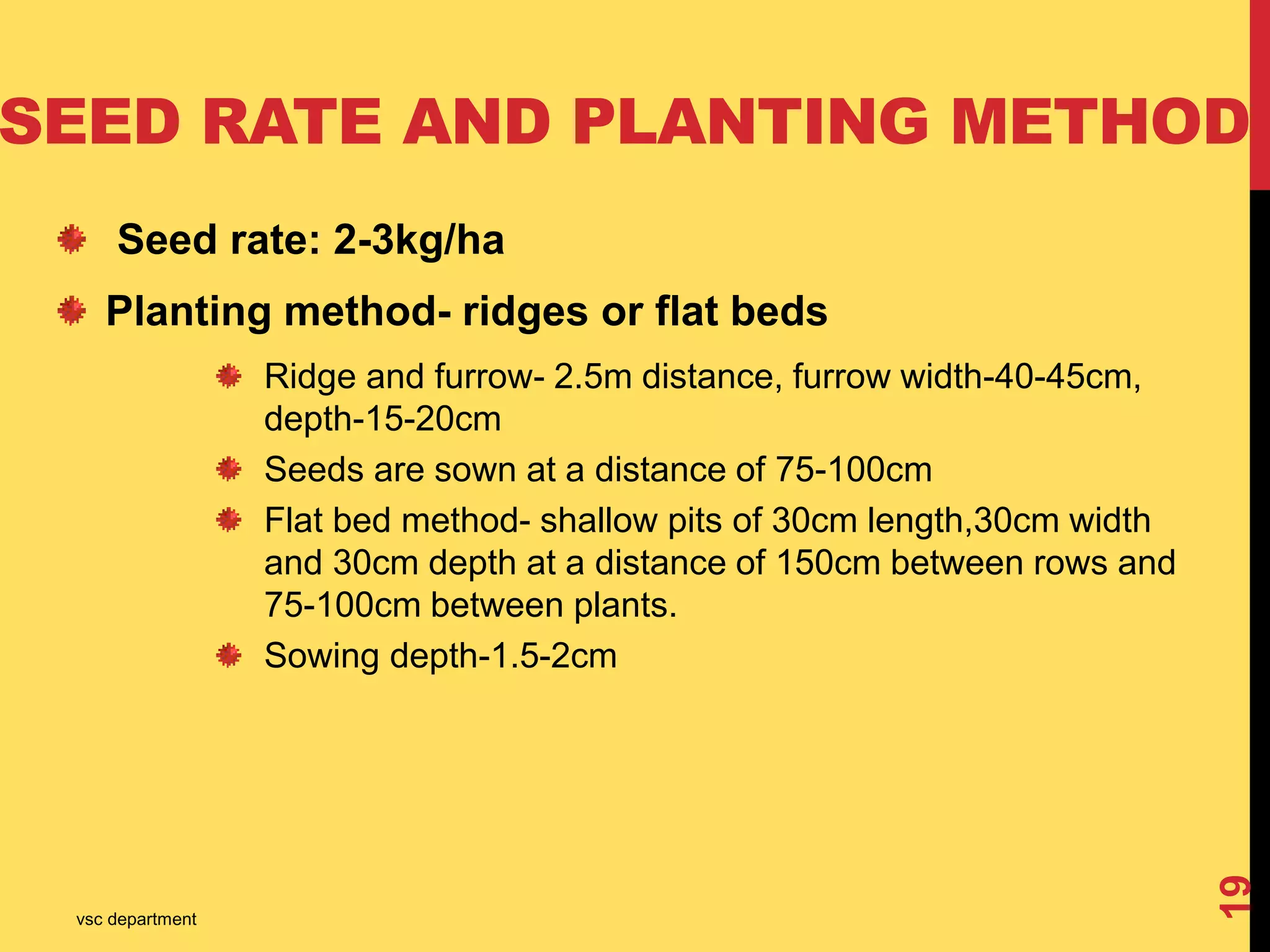 Seeds Ridges Snapmelon | PPTX