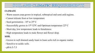 CLIMATE
• Warm season crop grown in tropical, subtropical and semi arid regions.
• Cannot tolerate frost or low temperature
• Seed germination - 180 to 250 C
• Successfully grown in 150-320C and Optimum temperature 220 C
• Short day, low temperature leads to femaleness.
• High temperature leads to male flower and flower drop.
SOIL
• Grown in well drained sandy loam to loam soils rich in organic matter.
• Sensitive to acidic soils.
• pH-6.5-7.5
 