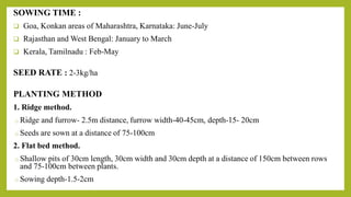 SOWING TIME :
 Goa, Konkan areas of Maharashtra, Karnataka: June-July
 Rajasthan and West Bengal: January to March
 Kerala, Tamilnadu : Feb-May
SEED RATE : 2-3kg/ha
PLANTING METHOD
1. Ridge method.
o Ridge and furrow- 2.5m distance, furrow width-40-45cm, depth-15- 20cm
o Seeds are sown at a distance of 75-100cm
2. Flat bed method.
o Shallow pits of 30cm length, 30cm width and 30cm depth at a distance of 150cm between rows
and 75-100cm between plants.
o Sowing depth-1.5-2cm
 