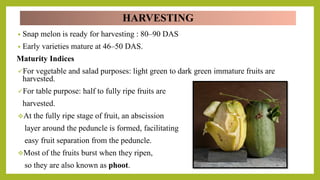 HARVESTING
• Snap melon is ready for harvesting : 80–90 DAS
• Early varieties mature at 46–50 DAS.
Maturity Indices
For vegetable and salad purposes: light green to dark green immature fruits are
harvested.
For table purpose: half to fully ripe fruits are
harvested.
At the fully ripe stage of fruit, an abscission
layer around the peduncle is formed, facilitating
easy fruit separation from the peduncle.
Most of the fruits burst when they ripen,
so they are also known as phoot.
 