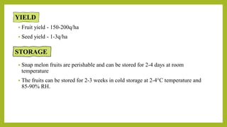  Fruit yield - 150-200q/ha
 Seed yield - 1-3q/ha
 Snap melon fruits are perishable and can be stored for 2-4 days at room
temperature
 The fruits can be stored for 2-3 weeks in cold storage at 2-4°C temperature and
85-90% RH.
YIELD
STORAGE
 