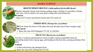 INSECT-PEST
RED PUMPKIN BEETLE (Aulacophora foveicollis lucas)
Beetles and grubs attack crops during seedling stages, feeding on cotyledons, foliage,
and roots. Severe attacks can cause plant wilting and crop destruction.
Control:
• Spray 0.01% neem seed kernel extract and 0.4% neem oil.
SPIDER MITE (Tetranychus cucurbitae)
These attack the leaves of the plant and suck the plant sap at their younger stage.
Control:
• Spray the crop with Propargite 57% EC @ 2ml/litre
FRUIT FLY (Bactrocera cucurbitae)
Fruit fly, a common and destructive insect in India, reduces marketable fruits by
puncturing tender fruits, laying eggs, and feeding on the fruit skin, causing premature fruit
drop.
Control:
• Collect and destroy the damaged fruits.
• Spray the crop with Tolfenpyrad 15% EC.
 
