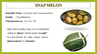 Scientific Name : Cucumis melo var momordica
Family : Cucurbitaceae
Chromosome no : 2n =2x= 24
• Ripe fruits usually crack so it is commonly
called as ‘phoot,’ which means ‘to split.’
• It is also known by other names such as
‘phoot kakari’ or ‘kakadia’.
 